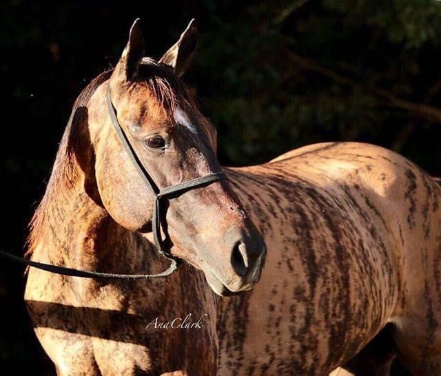 Tigresa Dash - American Quarter Horse - Brazil
